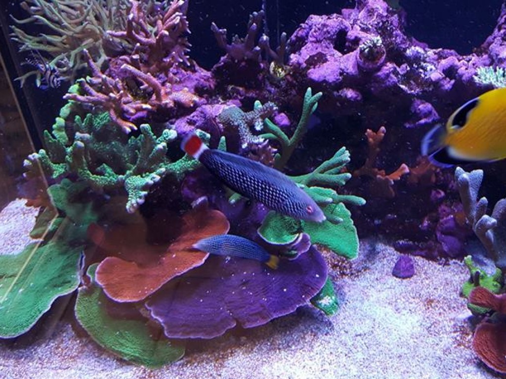 ultimate reef tank of