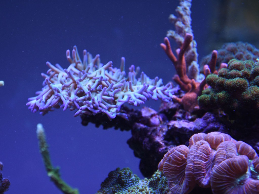ultimate reef tank of