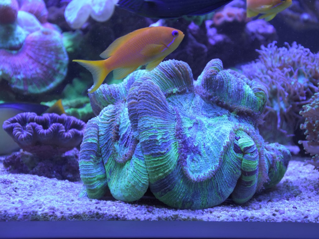 ultimate reef tank of