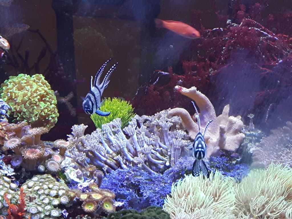 ultimate reef tank of