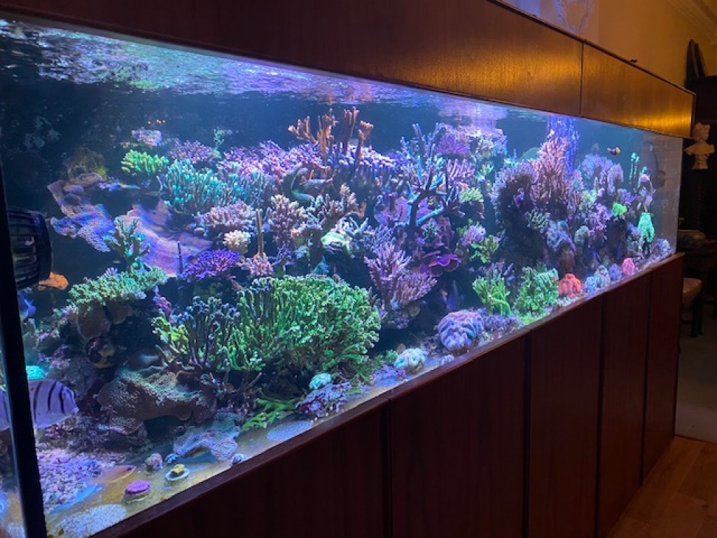 Ultimate Reef - Tank of the Month - May 2020